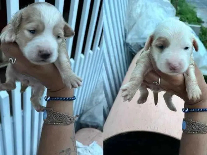 Cachorro raça SRD-ViraLata idade Abaixo de 2 meses nome Galega e seus filhos 