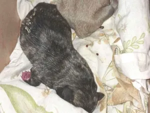 Cachorro raça SRD-ViraLata idade Abaixo de 2 meses nome Fagner Lima