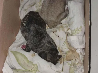 Cachorro raça SRD-ViraLata idade Abaixo de 2 meses nome Fagner Lima