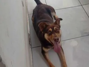 Cachorro raça SRD-ViraLata idade 4 anos nome Tom