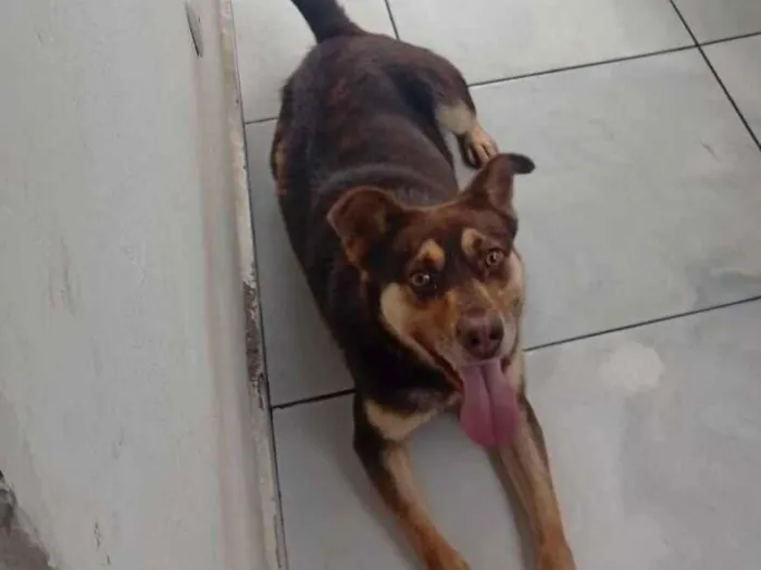 Cachorro raça SRD-ViraLata idade 4 anos nome Tom