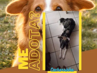 Cachorro raça SRD-ViraLata idade 7 a 11 meses nome bela 