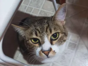 Gato raça SRD-ViraLata idade 5 anos nome Paçoca