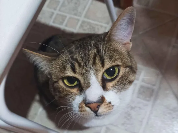 Gato raça SRD-ViraLata idade 5 anos nome Paçoca