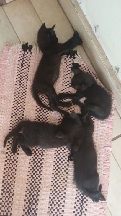 Gato raça SRD-ViraLata idade 2 a 6 meses nome luna