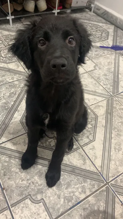 Cachorro raça SRD-ViraLata idade 2 a 6 meses nome Atenah 