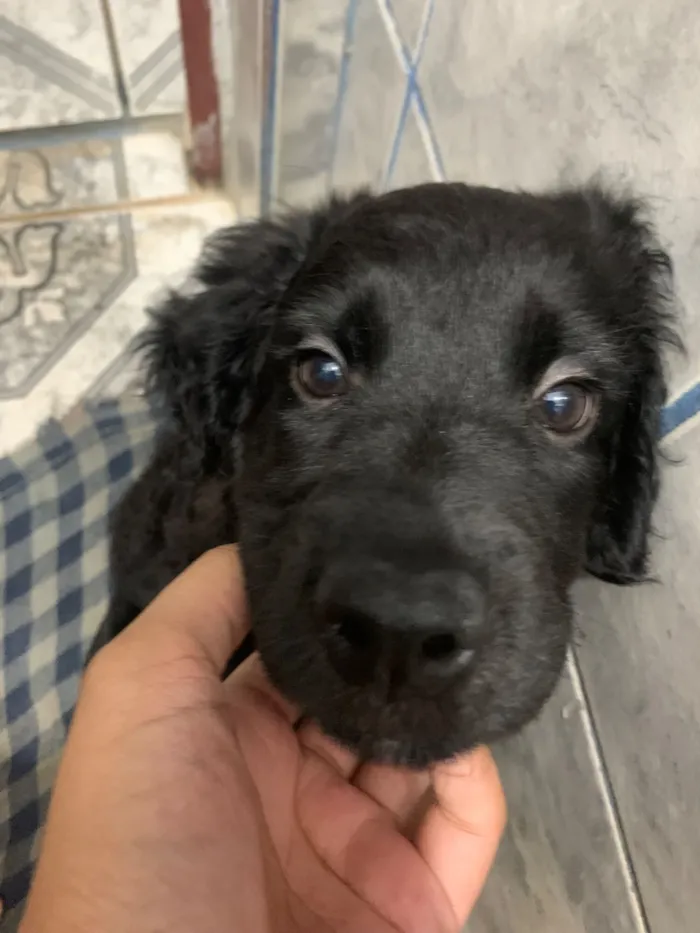 Cachorro raça SRD-ViraLata idade 2 a 6 meses nome Atenah 