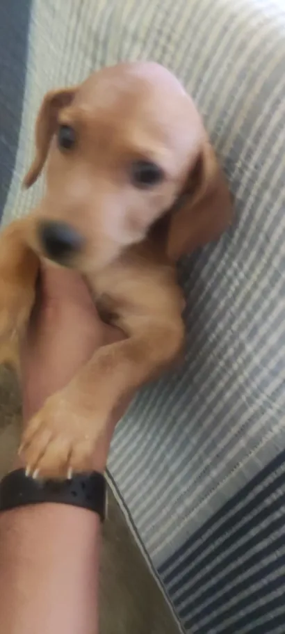 Cachorro raça SRD-ViraLata idade 7 a 11 meses nome Duque
