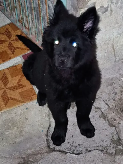 Cachorro raça SRD-ViraLata idade 2 a 6 meses nome Theise 