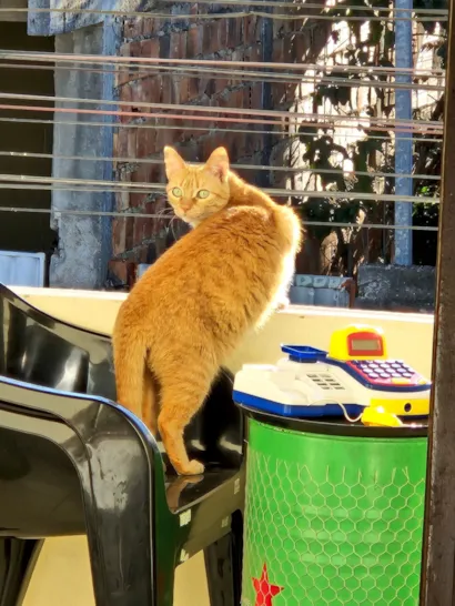 Gato raça SRD-ViraLata idade 6 ou mais anos nome Lóis