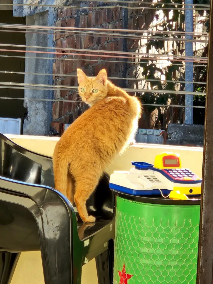 Gato raça SRD-ViraLata idade 6 ou mais anos nome Lóis