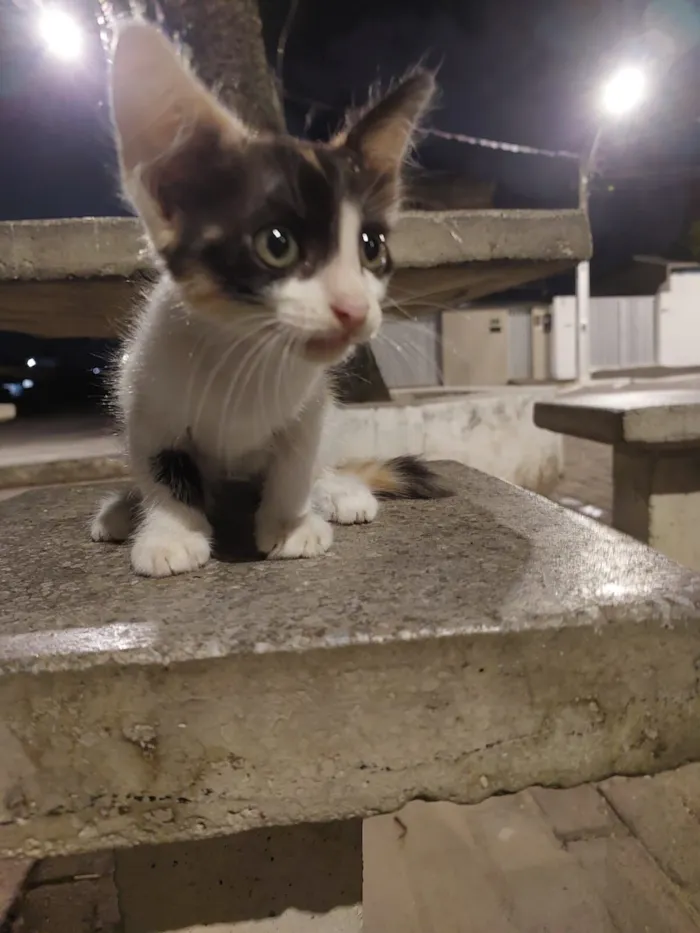 Gato raça SRD-ViraLata idade Abaixo de 2 meses nome trix, mas pode mudar