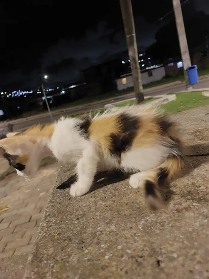 Gato raça SRD-ViraLata idade Abaixo de 2 meses nome trix, mas pode mudar