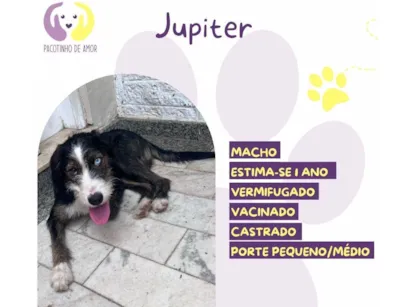 Cachorro raça SRD-ViraLata idade 1 ano nome Júpiter 