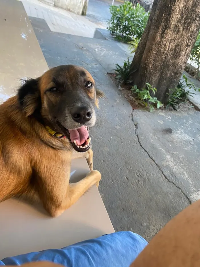 Cachorro raça SRD-ViraLata idade 1 ano nome mel