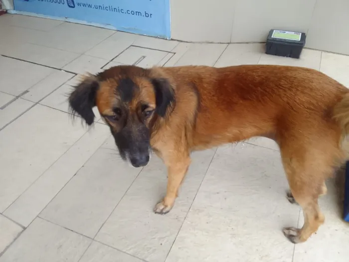 Cachorro raça SRD-ViraLata idade 1 ano nome mel