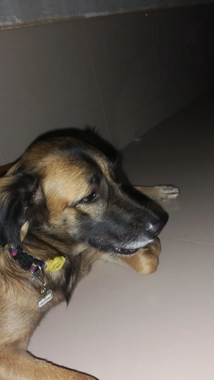 Cachorro raça SRD-ViraLata idade 1 ano nome mel