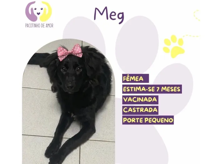Cachorro raça SRD-ViraLata idade 7 a 11 meses nome Meg