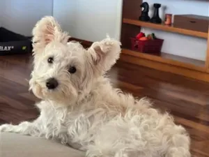 Cachorro raça SRD-ViraLata idade 6 ou mais anos nome Bidu