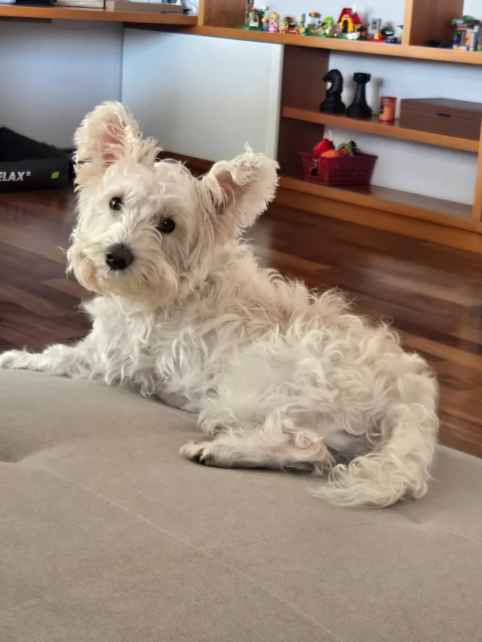 Cachorro raça SRD-ViraLata idade 6 ou mais anos nome Bidu