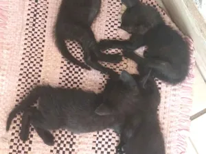 Gato raça SRD-ViraLata idade 2 a 6 meses nome luna