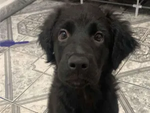 Cachorro raça SRD-ViraLata idade 2 a 6 meses nome Atenah 
