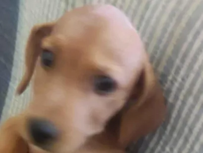 Cachorro raça SRD-ViraLata idade 7 a 11 meses nome Duque