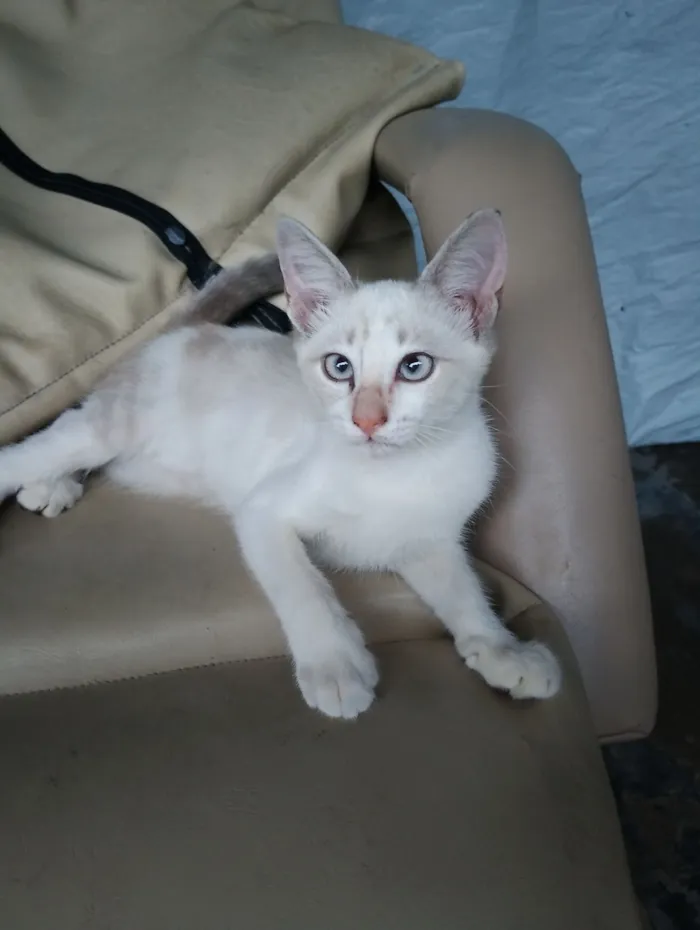 Gato raça SRD-ViraLata idade 2 a 6 meses nome branquinha 