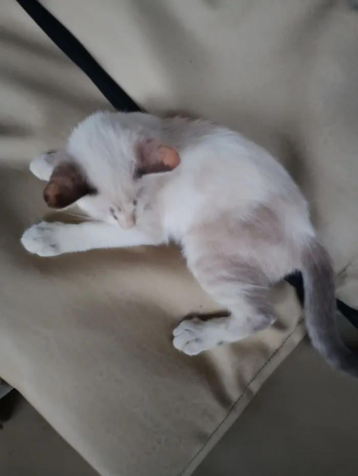 Gato raça SRD-ViraLata idade 2 a 6 meses nome branquinha 