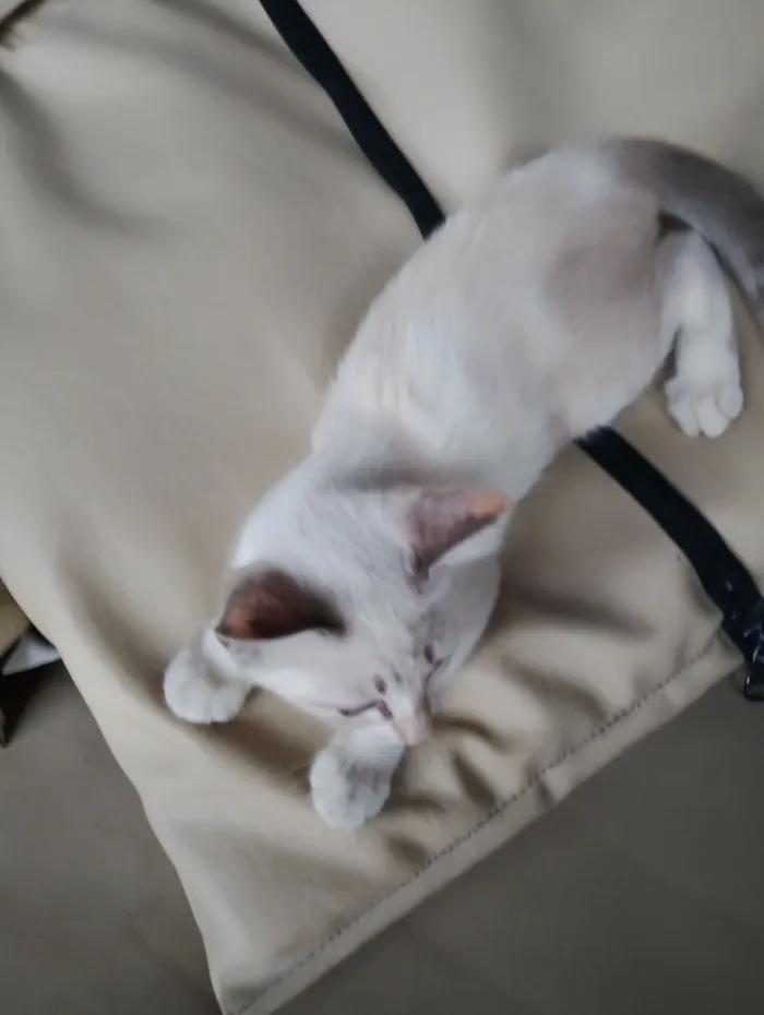 Gato raça SRD-ViraLata idade 2 a 6 meses nome branquinha 