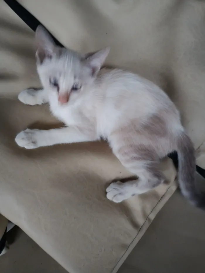 Gato raça SRD-ViraLata idade 2 a 6 meses nome branquinha 