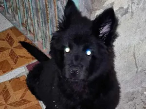 Cachorro raça SRD-ViraLata idade 2 a 6 meses nome Theise 