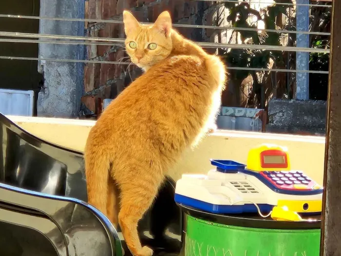 Gato raça SRD-ViraLata idade 6 ou mais anos nome Lóis