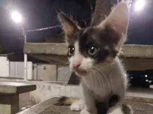 Gato raça SRD-ViraLata idade Abaixo de 2 meses nome trix, mas pode mudar