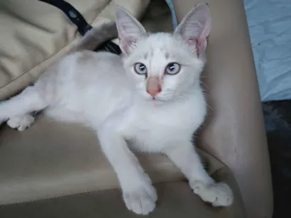 Gato raça SRD-ViraLata idade 2 a 6 meses nome branquinha 