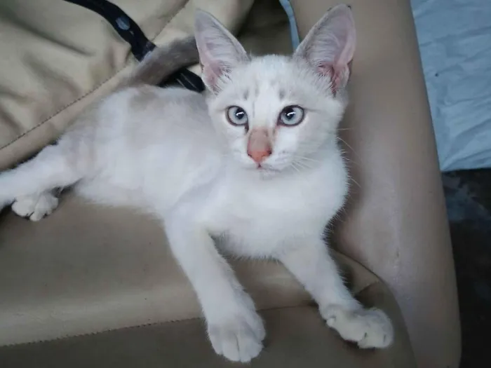 Gato raça SRD-ViraLata idade 2 a 6 meses nome branquinha 