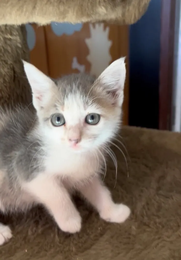 Gato raça SRD-ViraLata idade Abaixo de 2 meses nome Mística 