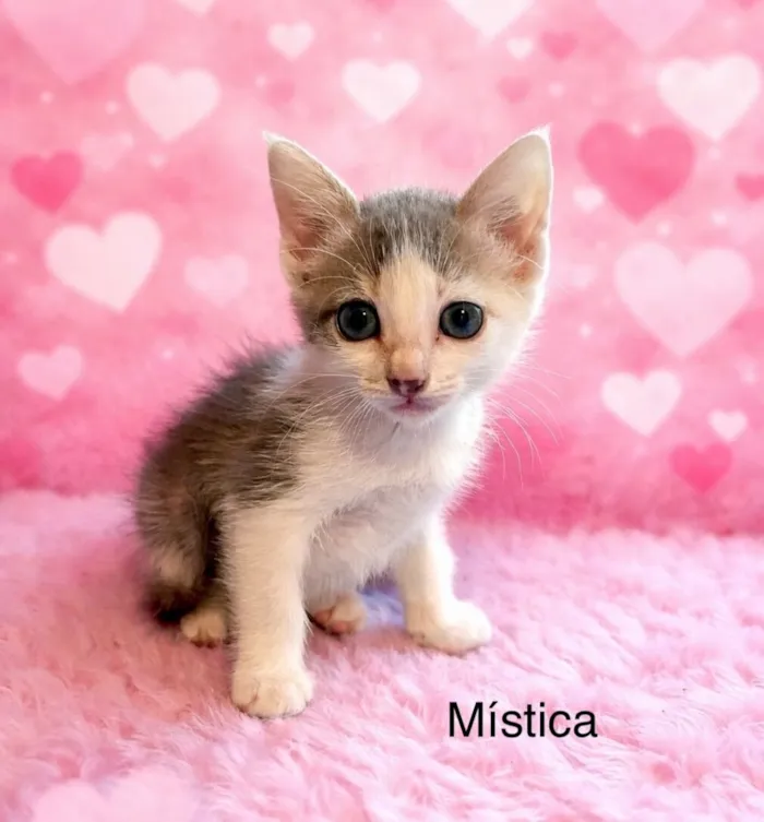 Gato raça SRD-ViraLata idade Abaixo de 2 meses nome Mística 