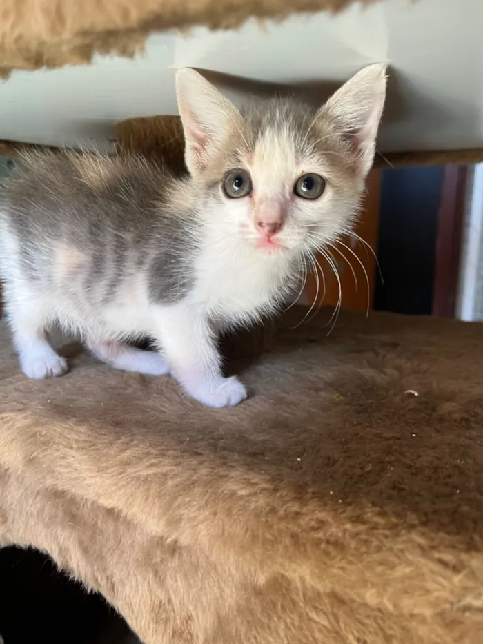 Gato raça SRD-ViraLata idade Abaixo de 2 meses nome Mística 