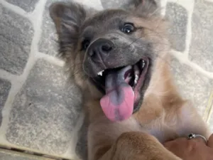 Cachorro raça  idade 2 a 6 meses nome Akira