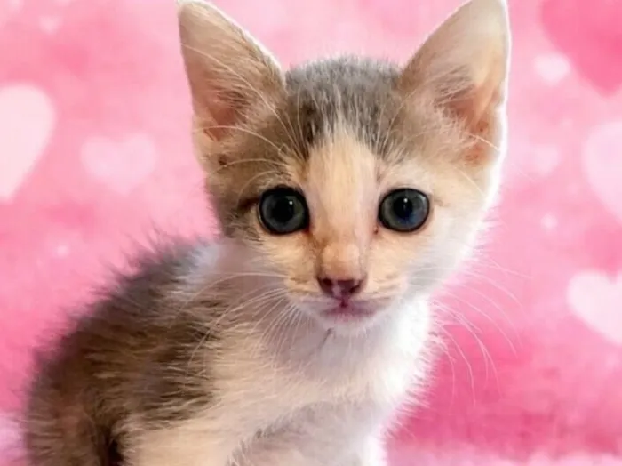 Gato raça SRD-ViraLata idade Abaixo de 2 meses nome Mística 