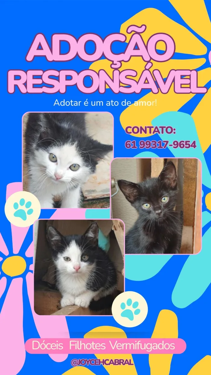 Gato raça SRD-ViraLata idade 2 a 6 meses nome Gatinhos para doação responsável 