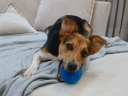 Cachorro raça SRD-ViraLata idade 1 ano nome Channel 