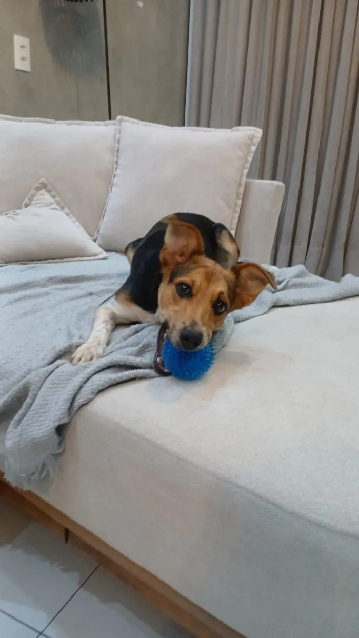 Cachorro raça SRD-ViraLata idade 1 ano nome Channel 