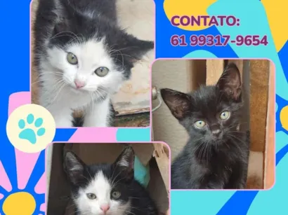 Gato raça SRD-ViraLata idade 2 a 6 meses nome Gatinhos para doação responsável 