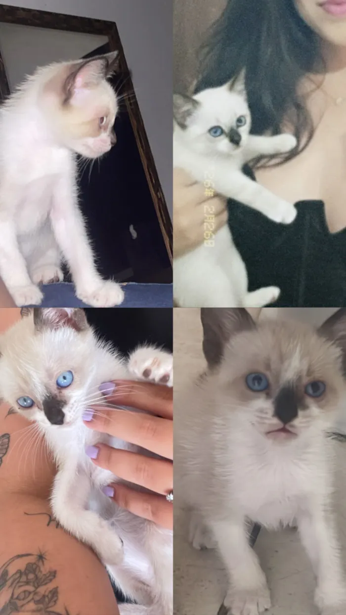 Gato raça SRD-ViraLata idade 2 a 6 meses nome Luno 