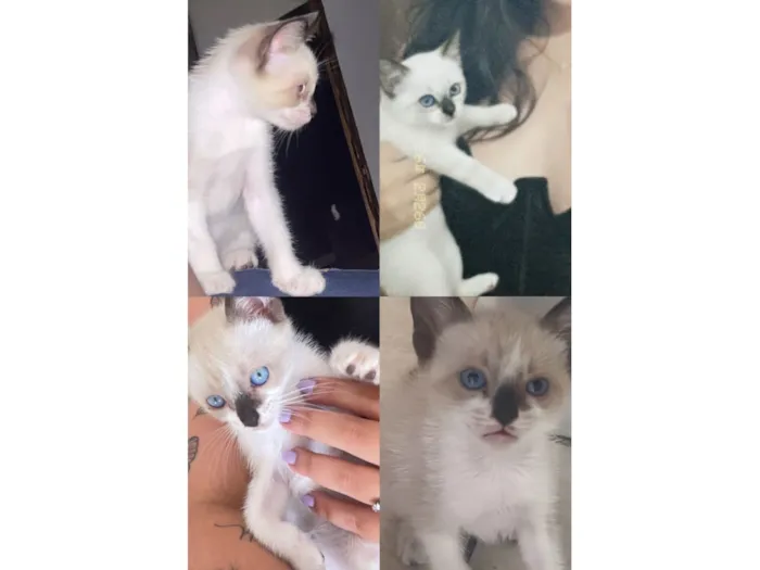 Gato raça SRD-ViraLata idade 2 a 6 meses nome Luno 