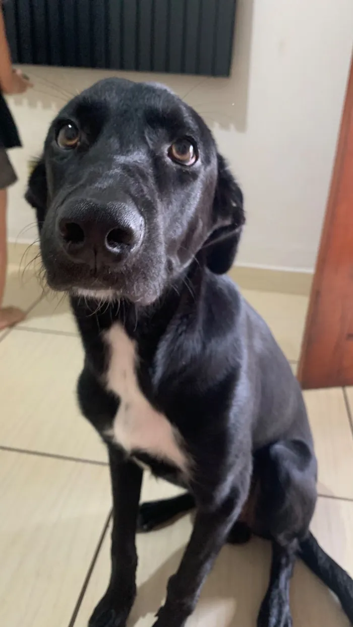Cachorro raça SRD-ViraLata idade 7 a 11 meses nome Apollo