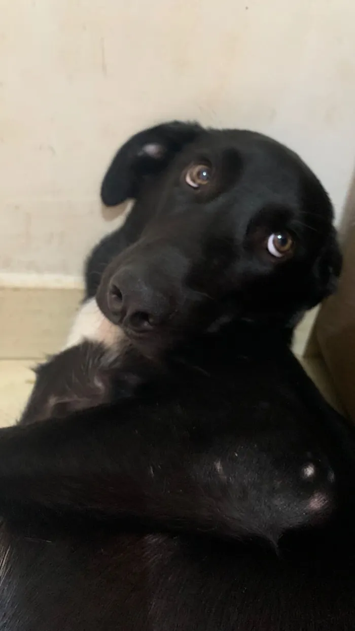Cachorro raça SRD-ViraLata idade 7 a 11 meses nome Apollo