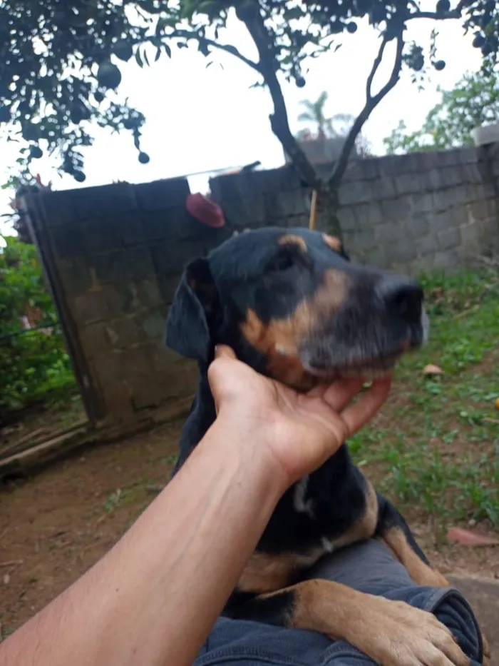 Cachorro raça SRD-ViraLata idade 4 anos nome Belifiu